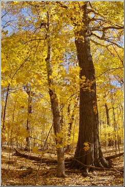 autumn forest