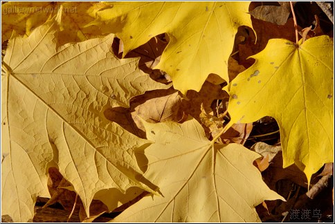 large yellow leaves