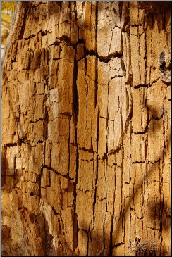 thick tree bark