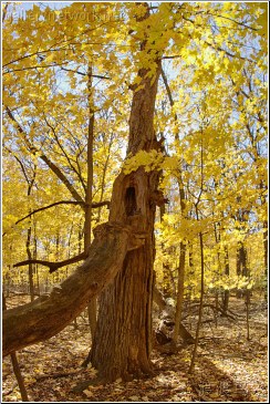 fall in the forest