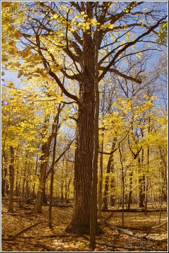 chicago autumn season