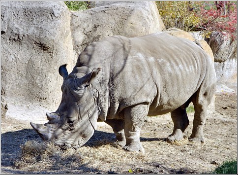 rhinoceros eating hay