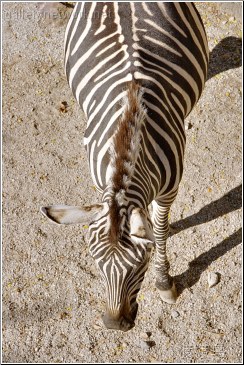 zebra stripes