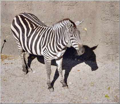 zebra