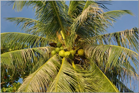 thailand coconut