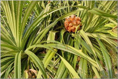 thailand exotic plant