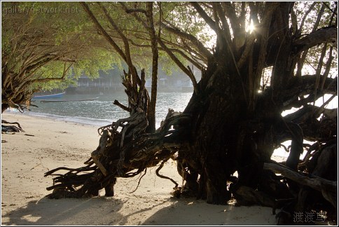 beach tree roots