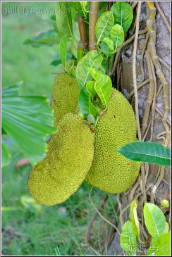 thailand jackfruit