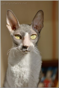 cornish rex cat