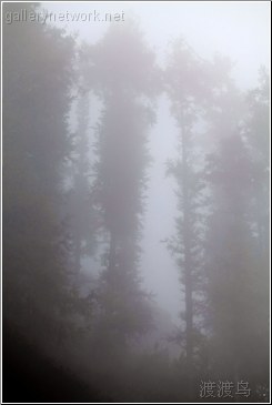 mountain mist forest
