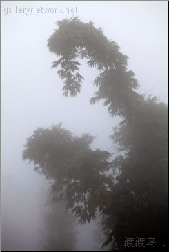 mountain bamboo mist