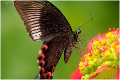 butterfly feeding closeup