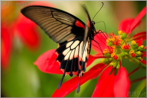 butterfly landing