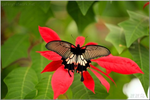 butterfly on leaf