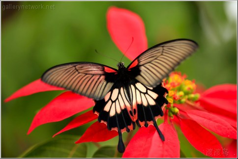 large tropical butterfly