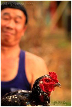 man looks at rooster