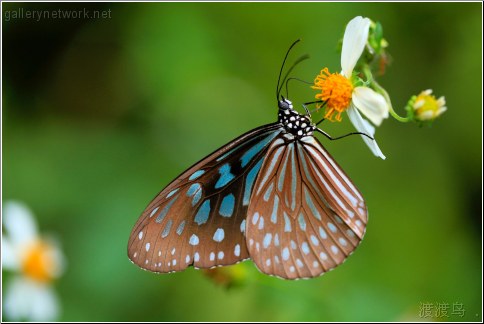 butterfly feeding