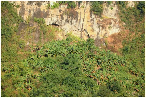 jungle cliff face