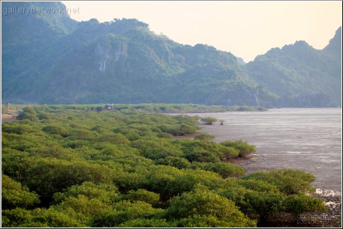 mangrove low tide