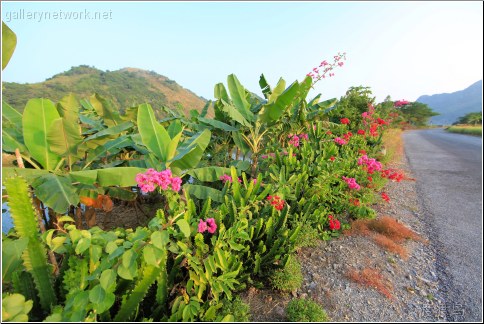 vietnam tropical plants