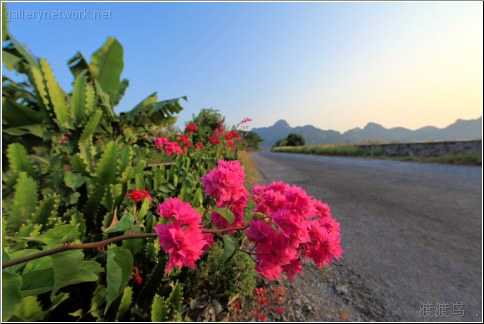 vietnam tropical  plants