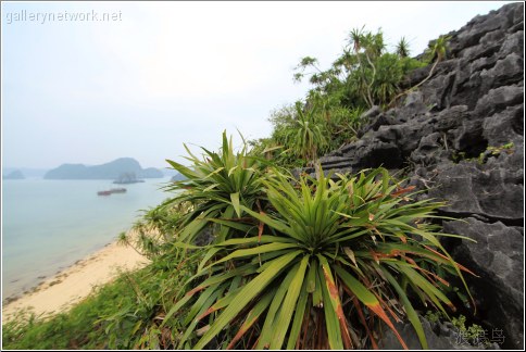 island vegetation