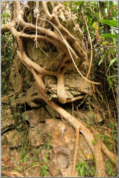 twisted roots