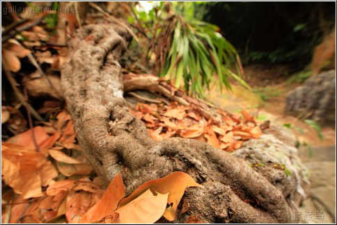 root leaves