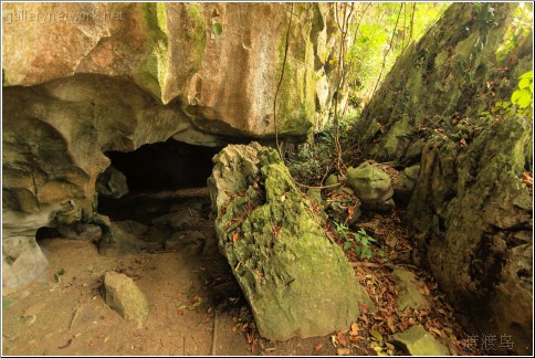 forest cave
