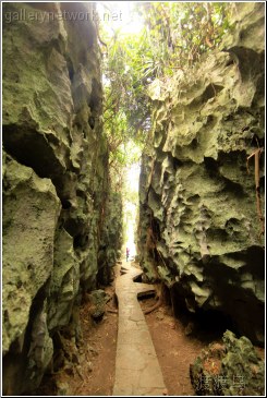 stone forest path