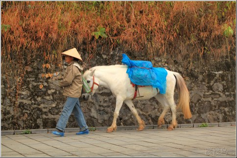 leading the horse