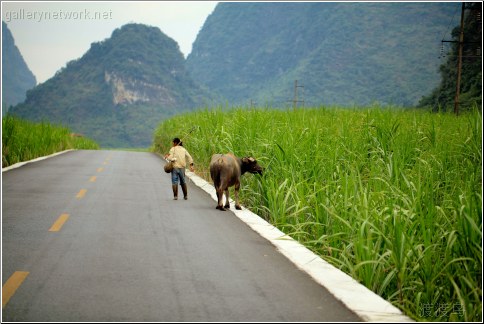 walking the cow