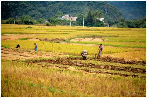 plowing the field