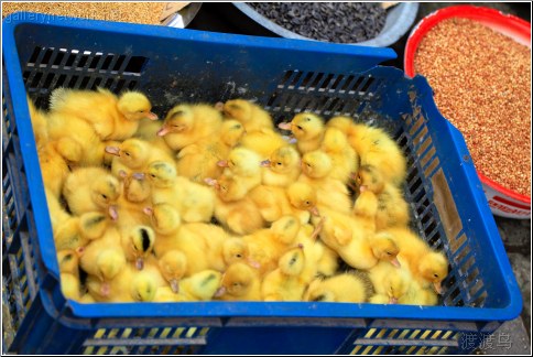 baby yellow ducklings