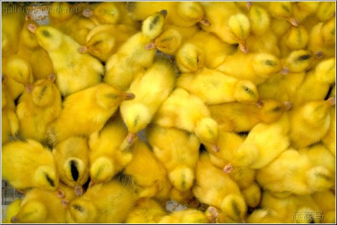 yellow ducklings