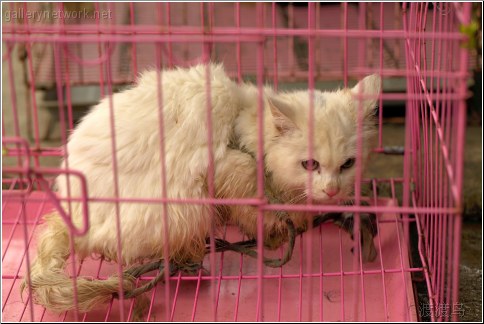 wet cat pink cage