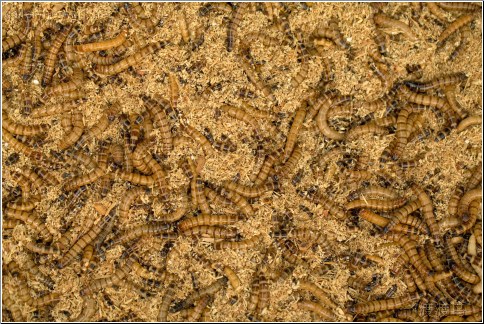 china meal worms