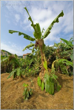 banana tree leafs