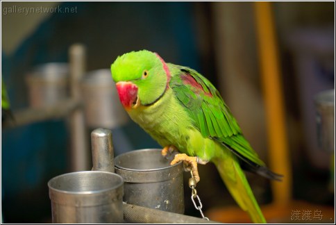 green parrot