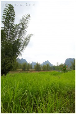 bamboo grass