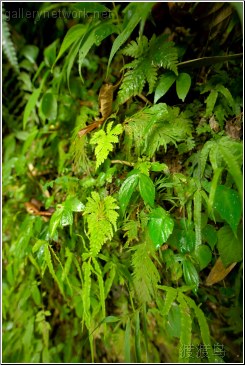 waterfall lush greens