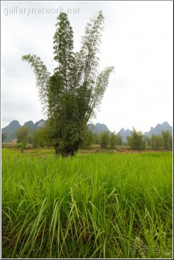 vietnam bamboo grass