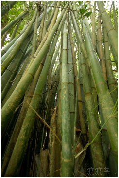 bamboo forest