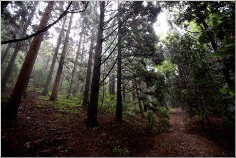 china lushan forest