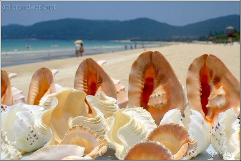 tropical shells beach