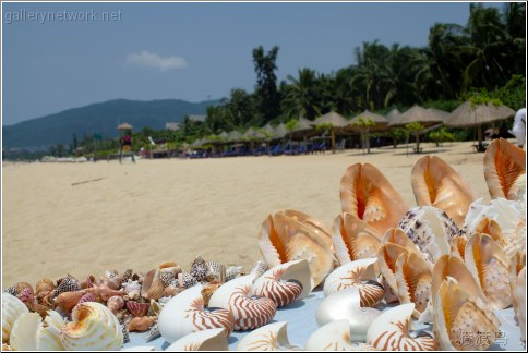 sand sea shells