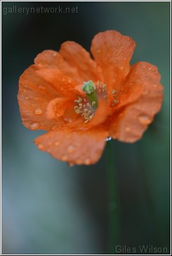 wet poppy