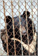 black bear in cage