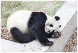 Panda play