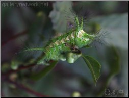 venomous caterpillar